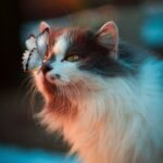 white butterfly resting on cat's nose