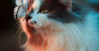white butterfly resting on cat's nose