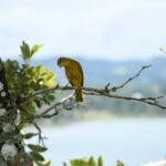 a yellow bird perched on a tree branch