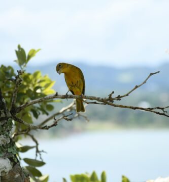 a yellow bird perched on a tree branch